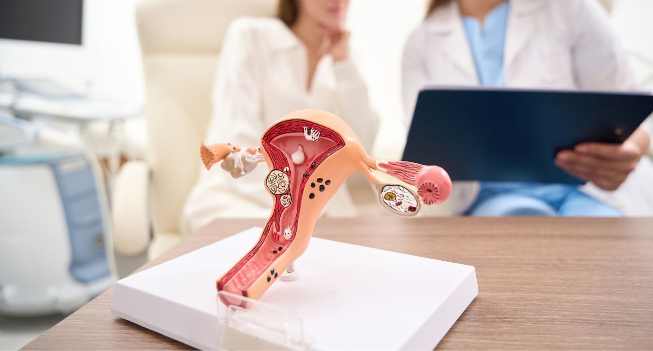 Anatomical model of the uterus on the consulting desk