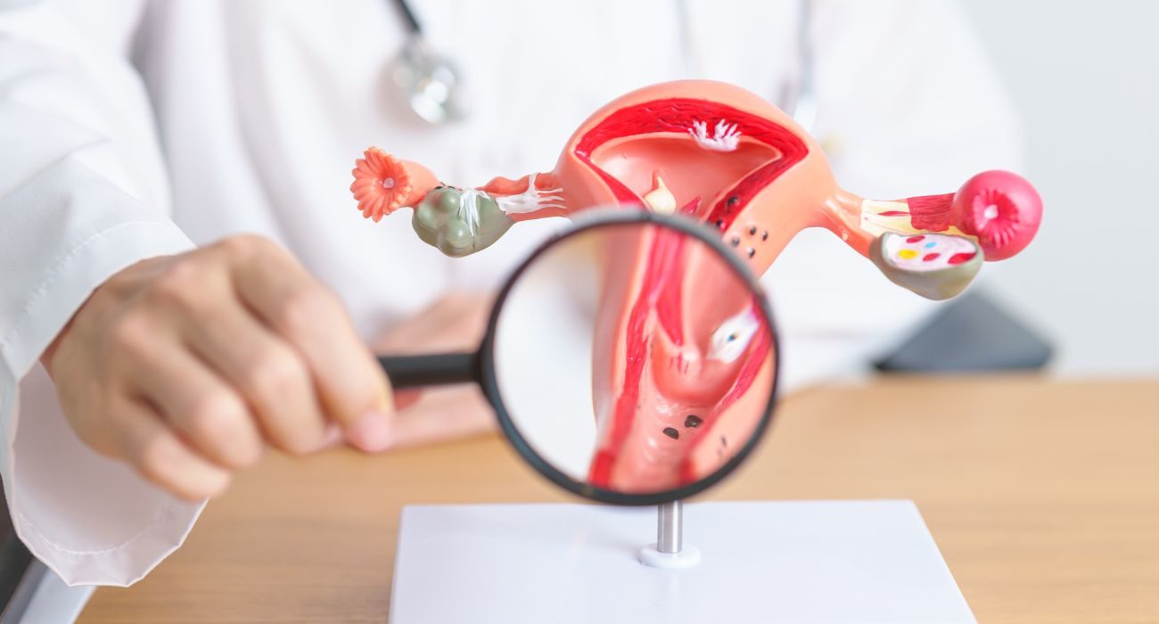 Magnifying glass on an anatomical model of the uterus
