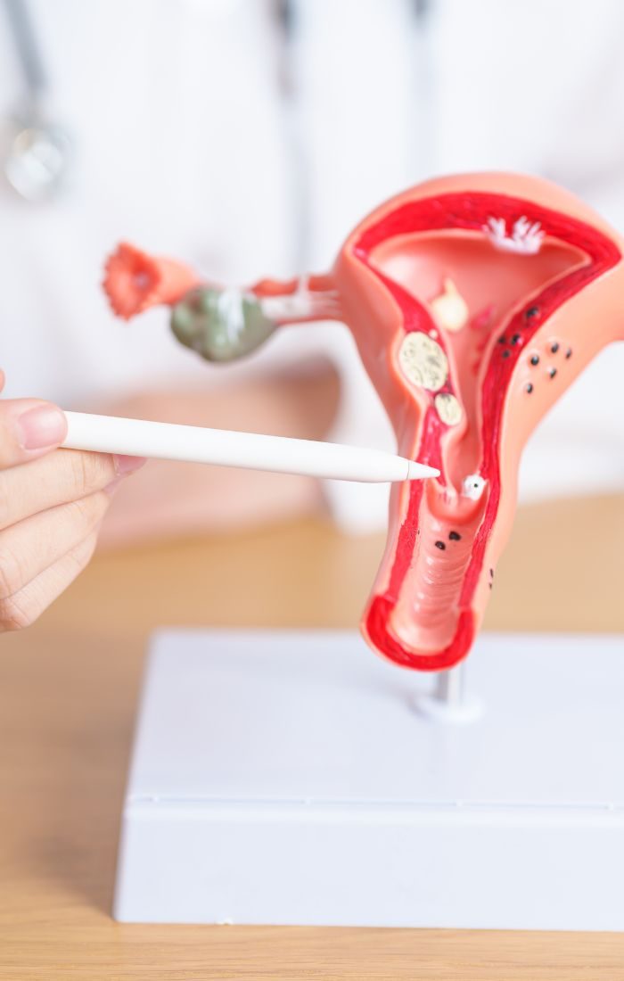 Pen pointing to the cervix on an anatomical model of the uterus