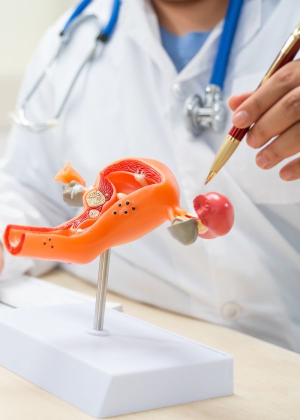 Anatomical model of the uterus and ovaries